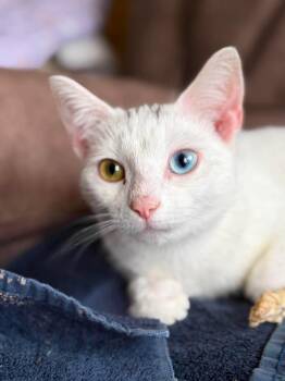 Lavender -  Domestic Short Hair Cat for Adoption in Gorham, Maine - Lavender | PetCurious