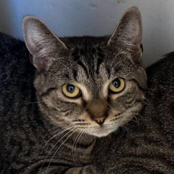 Angela -  Domestic Short Hair Cat for Adoption in Kennebunk, Maine - Angela | PetCurious