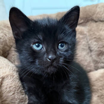 Rescue Domestic Short Hair Cats for Adoption in North Branford, Connecticut - 25-171 Gomez | PetCurious