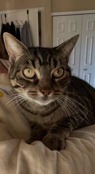 Rescue Domestic Short Hair Cats for Adoption in Maple Shade, New Jersey - Cami | PetCurious