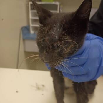 Stevi -  Domestic Short Hair Cat for Adoption in Lynchburg, Virginia - Stevi | PetCurious