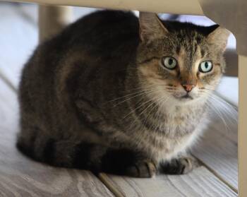 Rescue Domestic Short Hair Cats for Adoption in North Fort Myers, Florida - Daisy | PetCurious