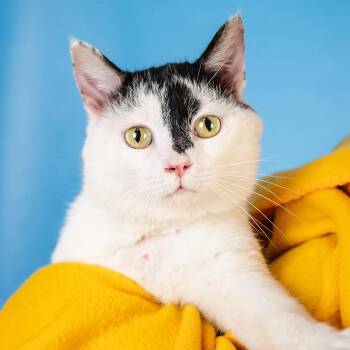 Domestic Short Hair Cats Available for Adoption in Minneapolis, Minnesota - Puffs | PetCurious