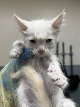 QUEENIE -  Domestic Short Hair Cat for Adoption in Las Vegas, Nevada - QUEENIE | PetCurious