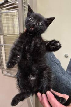 Domestic Short Hair Cats Available for Adoption in Christiansburg, Virginia - Kale | PetCurious