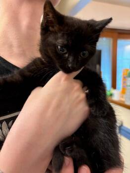 Hefty Smurf -  Domestic Short Hair Cat Available for Adoption in Parkville, Maryland - Hefty Smurf | PetCurious