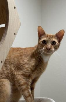 Martin -  Domestic Short Hair and Tabby Cat for Adoption in Dallas, Texas - Martin | PetCurious