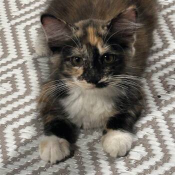 Cilantro -  Domestic Medium Hair Cat for Adoption in Chicago, Illinois - Cilantro | PetCurious