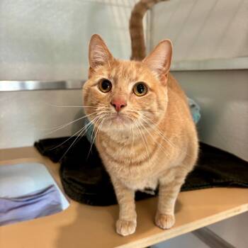 Sammy -  Domestic Short Hair Cat for Adoption in Saint Charles, Missouri - Sammy | PetCurious