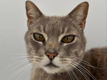 Corbin -  Domestic Short Hair Cat for Adoption in Portland, Oregon - Corbin | PetCurious