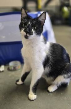 Rescue Domestic Short Hair Cats for Adoption in Davidson, North Carolina - Ruth | PetCurious