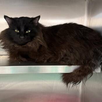 Domestic Long Hair Cats Available for Adoption in Canton, Illinois - Moose | PetCurious