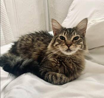 Domestic Medium Hair and Tabby Cats Available for Adoption - Pascal  | PetCurious