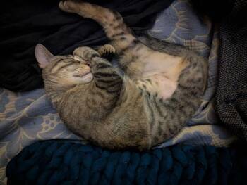 Rosie *TRIPOD* -  Domestic Short Hair Cat for Adoption in New York, New York - Rosie *TRIPOD* | PetCurious
