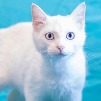 Minerva -  Domestic Short Hair Cat for Adoption in Cartersville, Georgia - Minerva | PetCurious