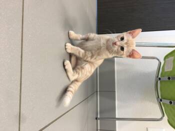 Rescue Domestic Short Hair Cats for Adoption in Greenville, Texas - Solo | PetCurious