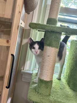 Corn -  Domestic Short Hair Cat for Adoption in Warrington, Pennsylvania - Corn | PetCurious