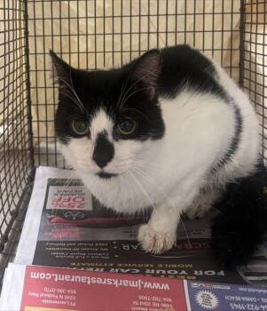 Domestic Short Hair Cats Available for Adoption in Fort Lauderdale, Florida - BOTTOM | PetCurious