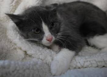 Bessie -  Domestic Short Hair Cat for Adoption in Thief River Falls, Minnesota - Bessie | PetCurious