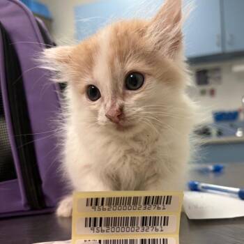 Alois -  Domestic Long Hair Cat for Adoption in Charleston, West Virginia - Alois | PetCurious