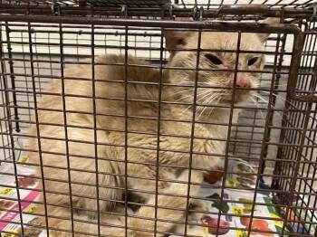 Domestic Medium Hair Cats Available for Adoption - PEEL | PetCurious