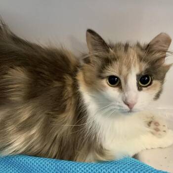 Rock Star -  Domestic Short Hair Cat Available for Adoption in Monroe, Michigan - Rock Star | PetCurious