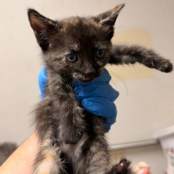 Beluga -  Domestic Short Hair Cat for Adoption in Philadelphia, Pennsylvania - Beluga | PetCurious