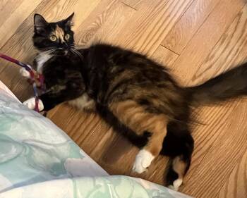 Rescue Domestic Short Hair Cats for Adoption in Derwood, Maryland - Miley Cyrus | PetCurious