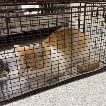 A613280 -  Domestic Medium Hair Cat for Adoption in Modesto, California - A613280 | PetCurious