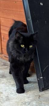 Beautiful Billow -  Domestic Long Hair Cat for Adoption in St. Louis, Missouri - Beautiful Billow | PetCurious