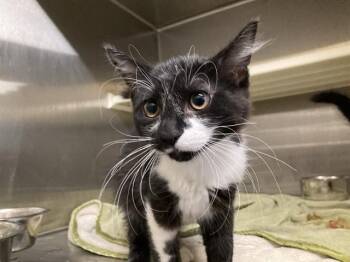 FLOYD -  Domestic Short Hair Cat for Adoption in Tustin, California - FLOYD | PetCurious