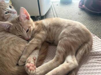 Potato -  Domestic Short Hair Cat for Adoption in Vancouver, Washington - Potato | PetCurious