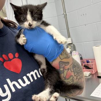 Joe -  Domestic Short Hair Cat for Adoption in Indianapolis, Indiana - Joe | PetCurious
