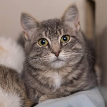 Rescue Domestic Short Hair Cats for Adoption in Kirkland Lake, Ontario - Cupcake | PetCurious