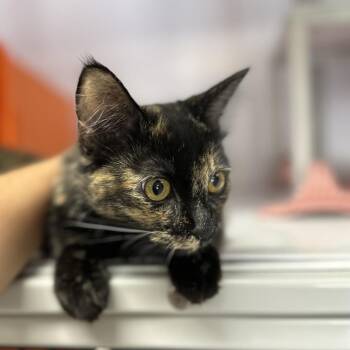 Madeleine -  Domestic Medium Hair Cat for Adoption in Houston, Texas - Madeleine | PetCurious