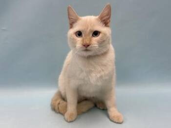 Tail -  Domestic Short Hair Cat for Adoption in Minneapolis, Minnesota - Tail | PetCurious