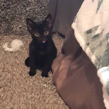 Finley -  Domestic Short Hair Cat for Adoption in Harrisonburg, Virginia - Finley | PetCurious