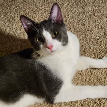 Teddy - Happy, Curious & Cozy Lap-Snuggler -  Domestic Short Hair Cat for Adoption - Teddy - Happy, Curious & Cozy Lap-Snuggler | PetCurious