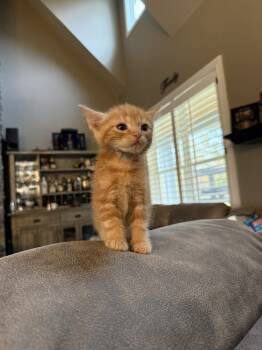 Rescue Domestic Short Hair and Tabby Cats for Adoption in Chattanooga, Tennessee - Bot | PetCurious