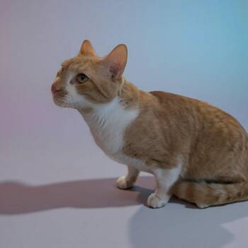 Rescue Domestic Short Hair Cats for Adoption in Chuckey, Tennessee - Tyler CT | PetCurious