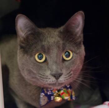 Domestic Short Hair Cats Available for Adoption in Seattle, Washington - Pacho (and Rosalinda) | PetCurious