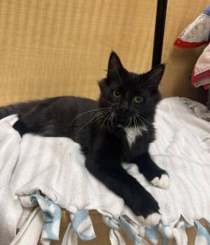 Raylen at Canton PetSmart Adoption Centere Michigan Ave -  Tuxedo Cat for Adoption in Taylor, Michigan - Raylen At Canton PetSmart Adoption Centere Michigan Ave | PetCurious