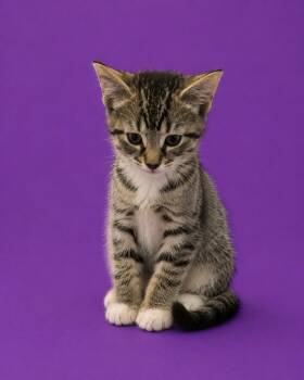 Jerry -  Domestic Short Hair Cat for Adoption in Detroit, Michigan - Jerry | PetCurious