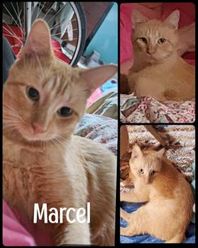 Rescue Tabby and Domestic Short Hair Cats for Adoption in Fort Worth, Texas - Marcel | PetCurious