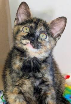 Erythrocyte -  Domestic Short Hair Cat for Adoption in Bellevue, Washington - Erythrocyte | PetCurious