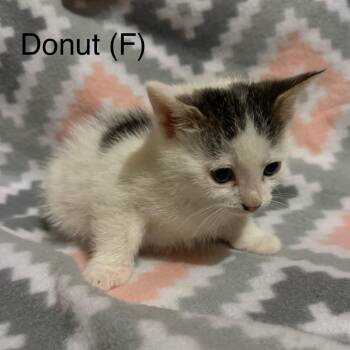 Donut Gleske -  Domestic Short Hair Cat for Adoption in Woodstock, Virginia - Donut Gleske | PetCurious
