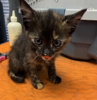 Domestic Short Hair Cats Available for Adoption in Bradford, Alabama - Poppy | PetCurious