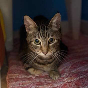 Rescue Domestic Short Hair Cats for Adoption in San Pablo, California - Pippi Aka Pipsqueak | PetCurious