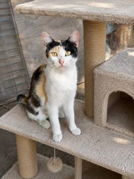 Marigold -  Calico Cat for Adoption in Calimesa, California - Marigold | PetCurious