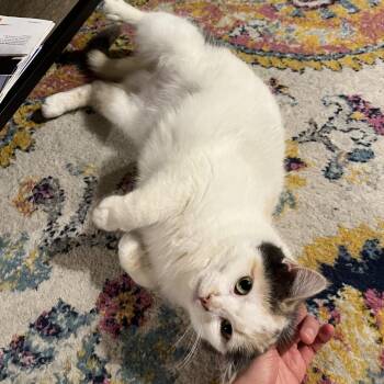 Falon -  Domestic Short Hair Cat Available for Adoption in Aspinwall, Pennsylvania - Falon | PetCurious